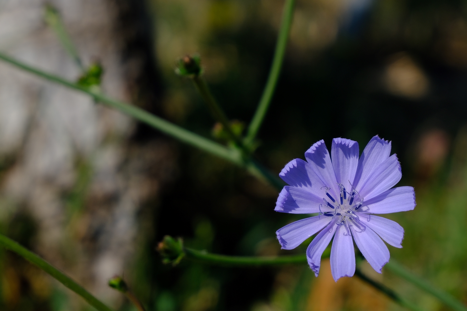 Close up photo of a flower