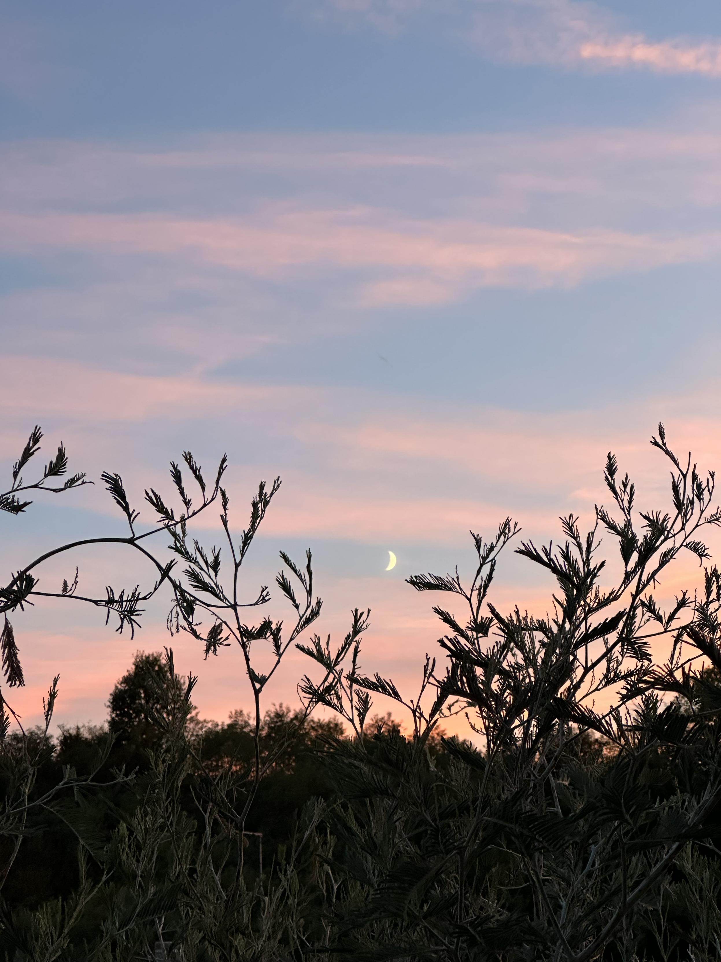 Photo of a pink and blue sky at sunset. The bottom third of the photos is covered by plants that extend up to reach a tiny moon in the center of the frame