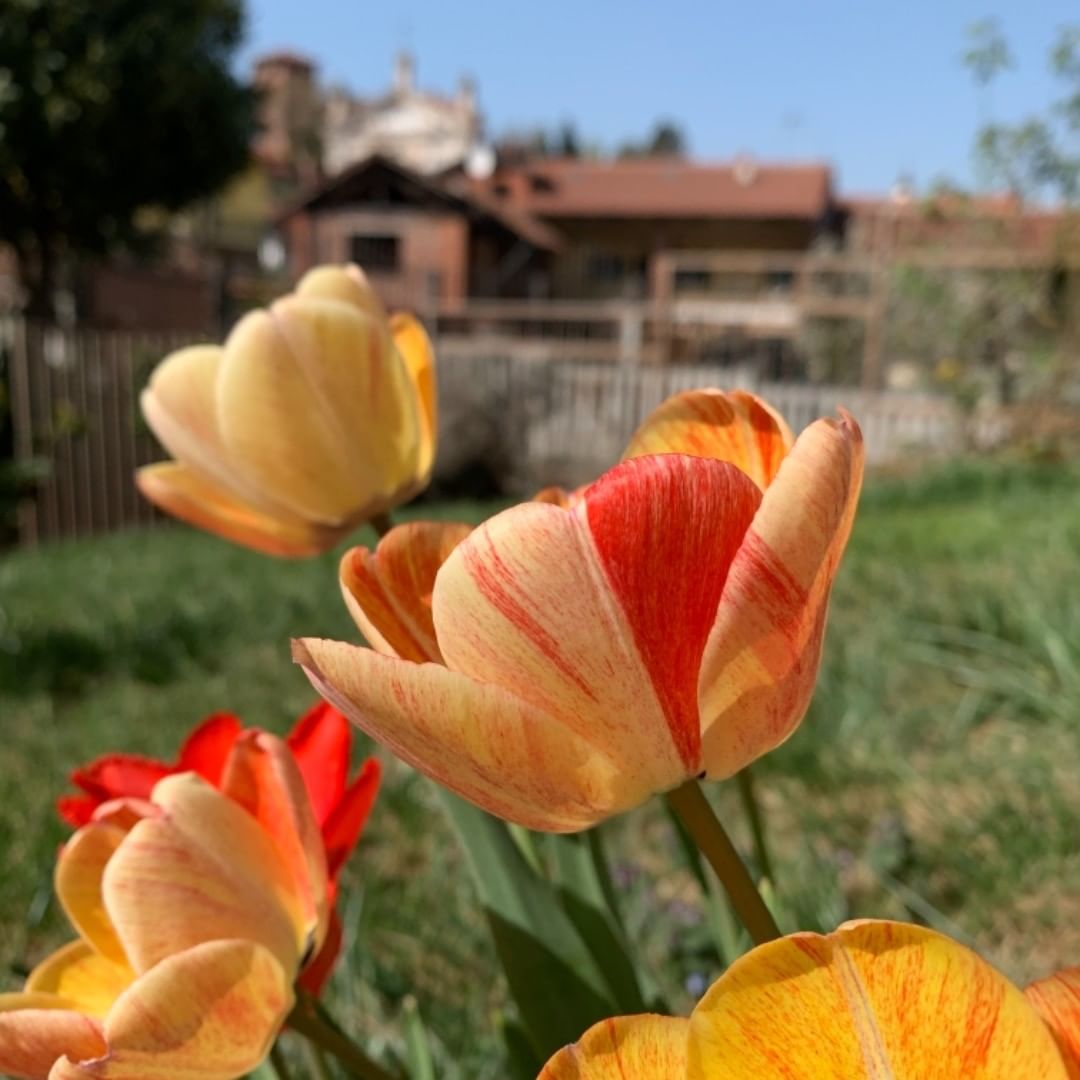 Close up photo of tulips